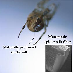 Spider Silk