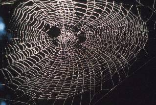 Spider Web